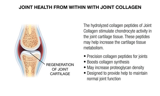 CARTILAGE PROTEIN